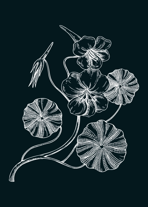 Nasturtium vector illustration. Hand-drawn summer flower sketch. Wildflower drawing on chalkboard. Meadows or gardens flowering plants. Floral design element in engraved style